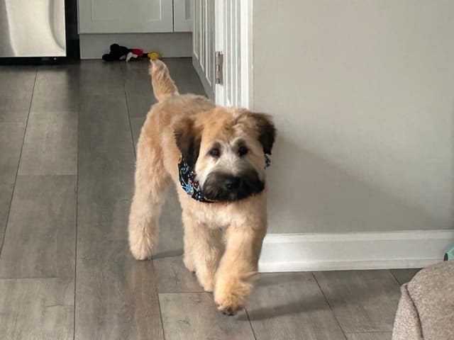 Soft Coated Wheaten Terrier Puppies media 4