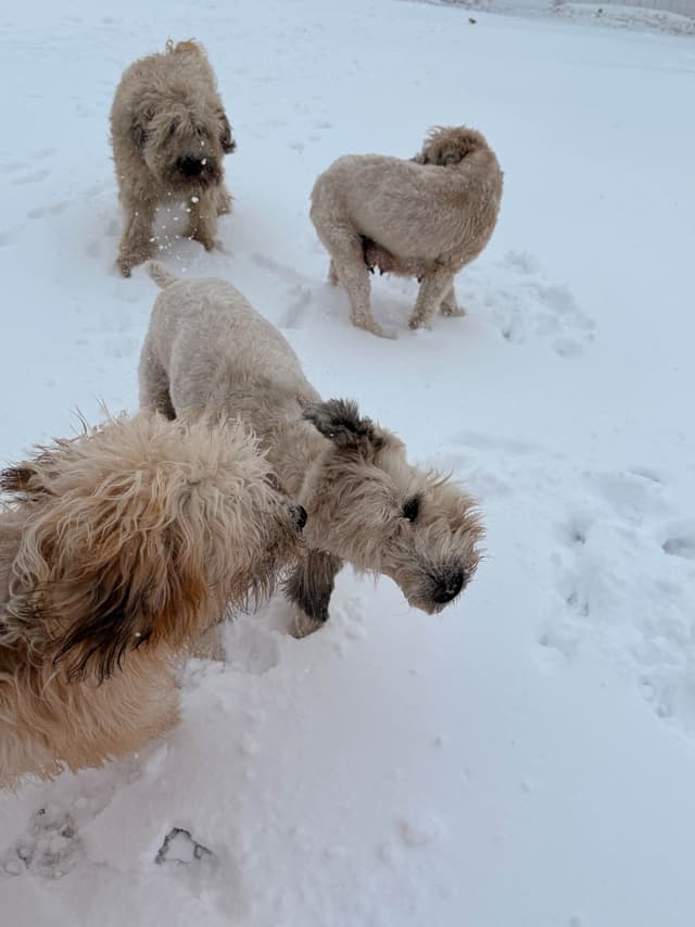 Soft Coated Wheaten Terrier Puppies media 3