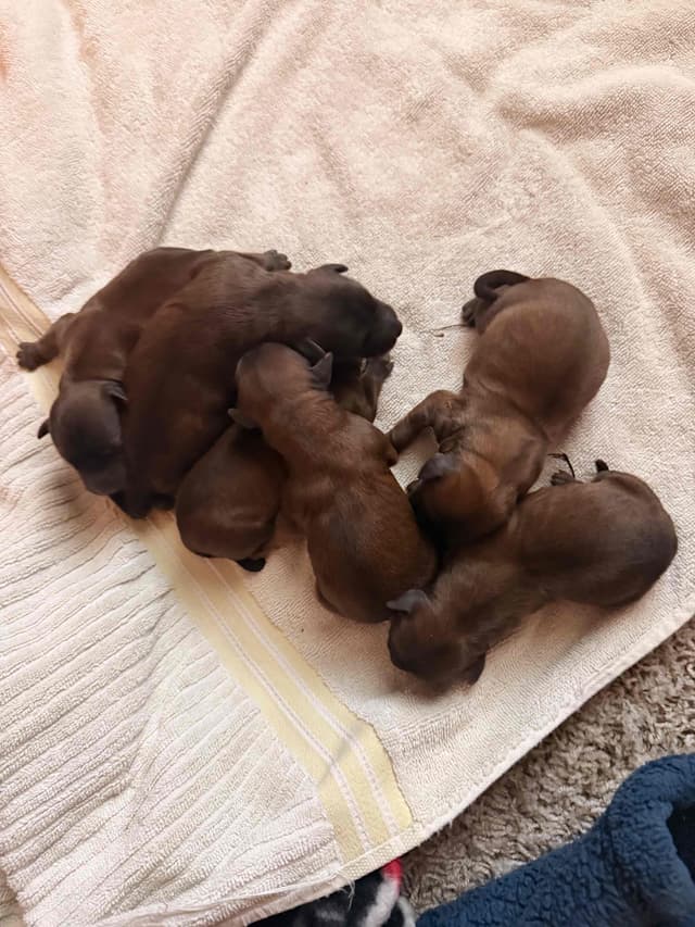 Soft Coated Wheaten Terrier Puppies media 2
