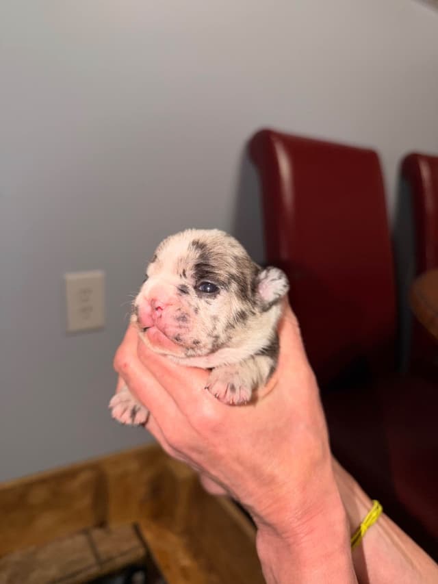 French Bulldog Puppies media 3