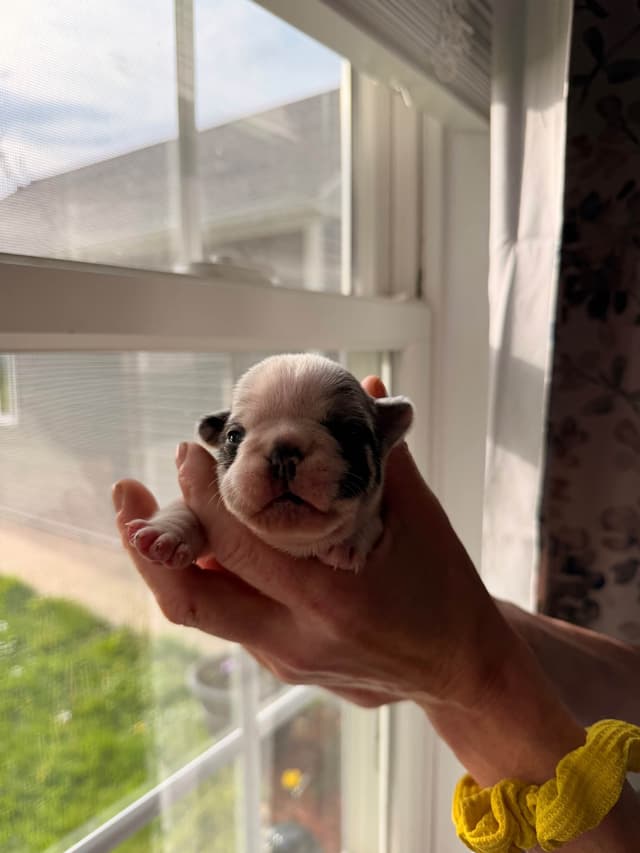 French Bulldog Puppies media 4