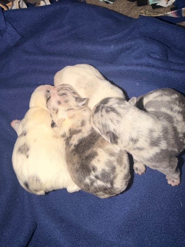 French Bulldog Puppies media 2