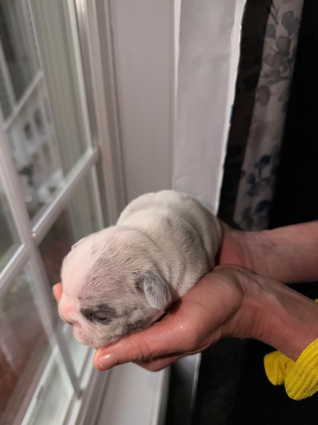 French Bulldog Puppies media 5