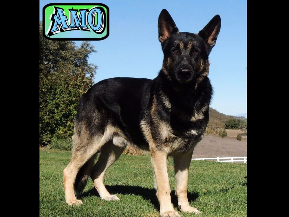 German Shepherd Dog Puppies breeder image 1