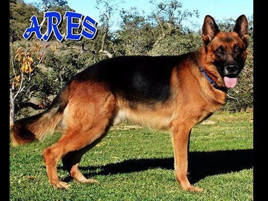 German Shepherd Dog Puppies breeder image 2