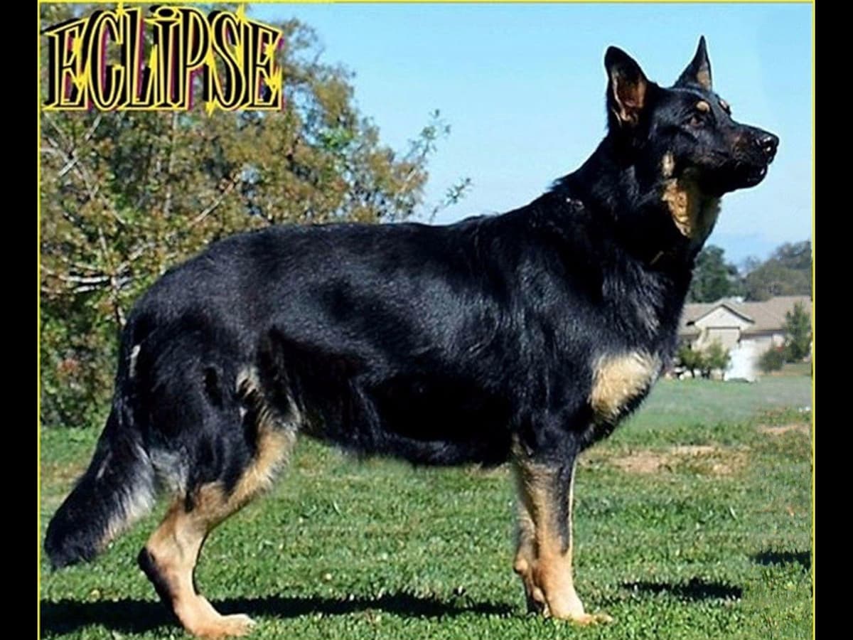 German Shepherd Dog Puppies breeder image 3