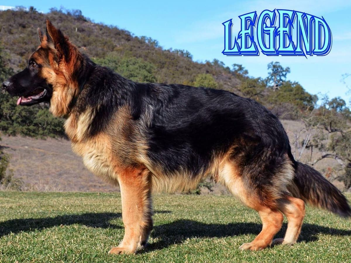German Shepherd Dog Puppies breeder image 4