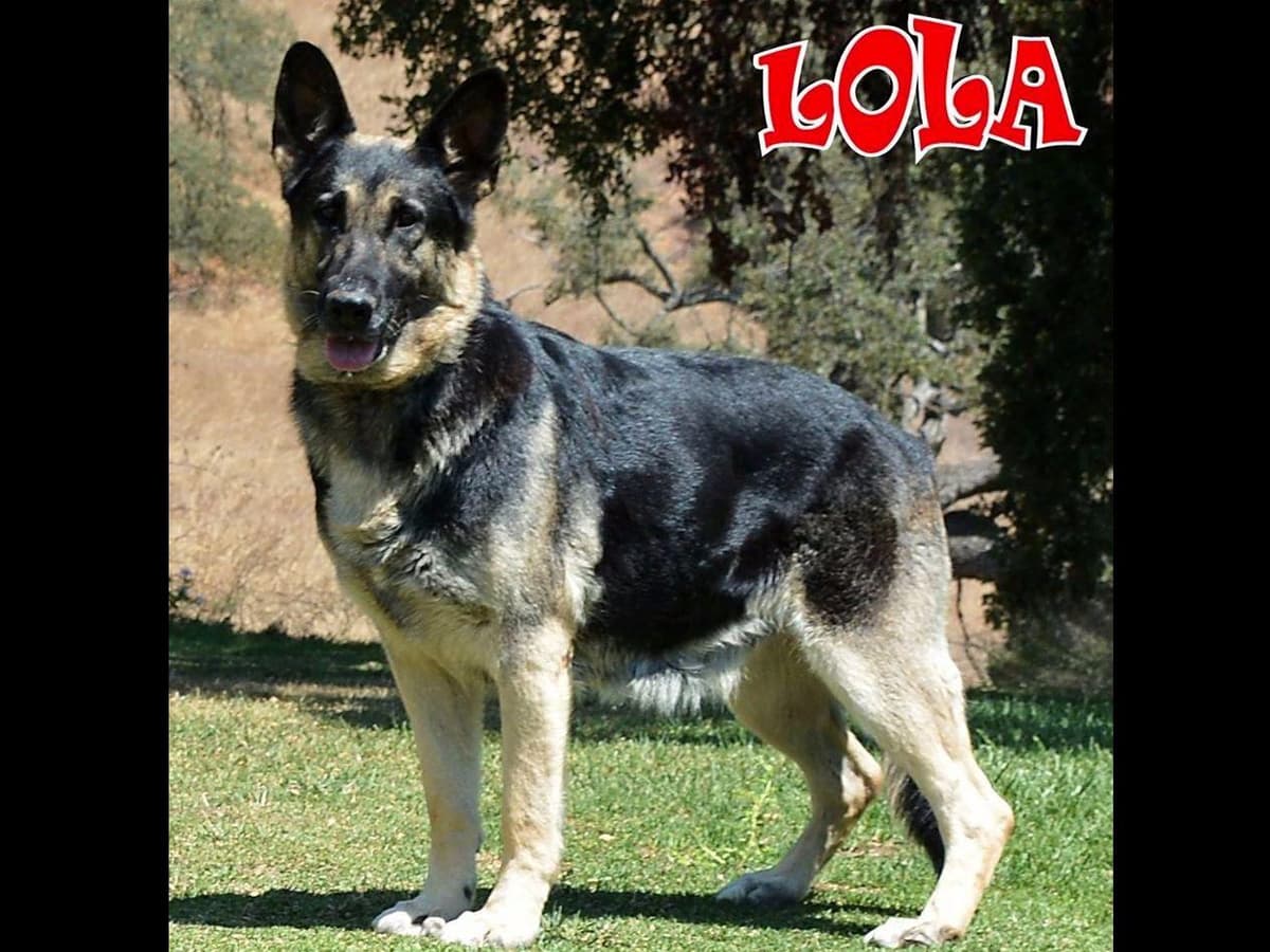 German Shepherd Dog Puppies breeder image 5