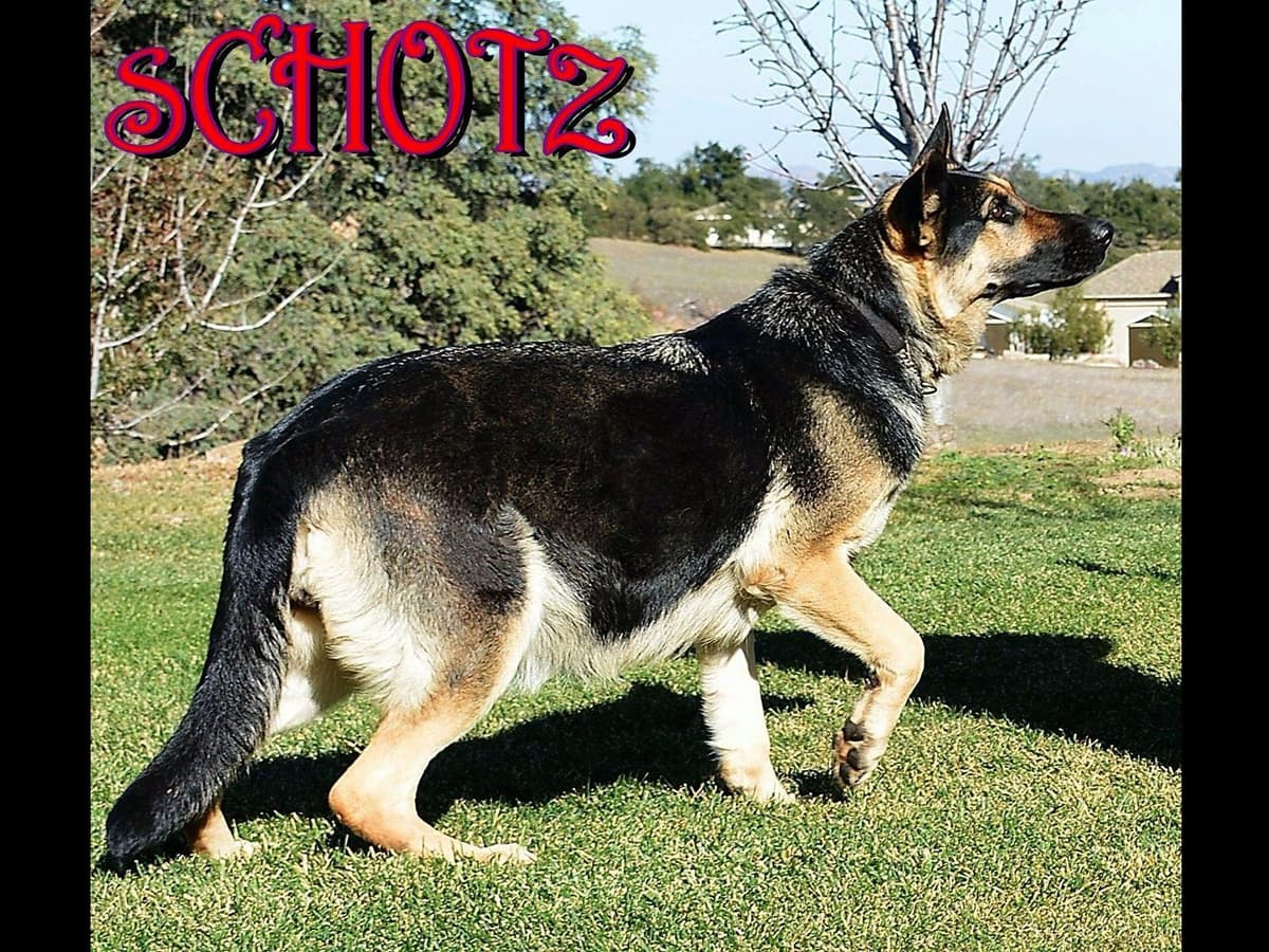 German Shepherd Dog Puppies breeder image 6