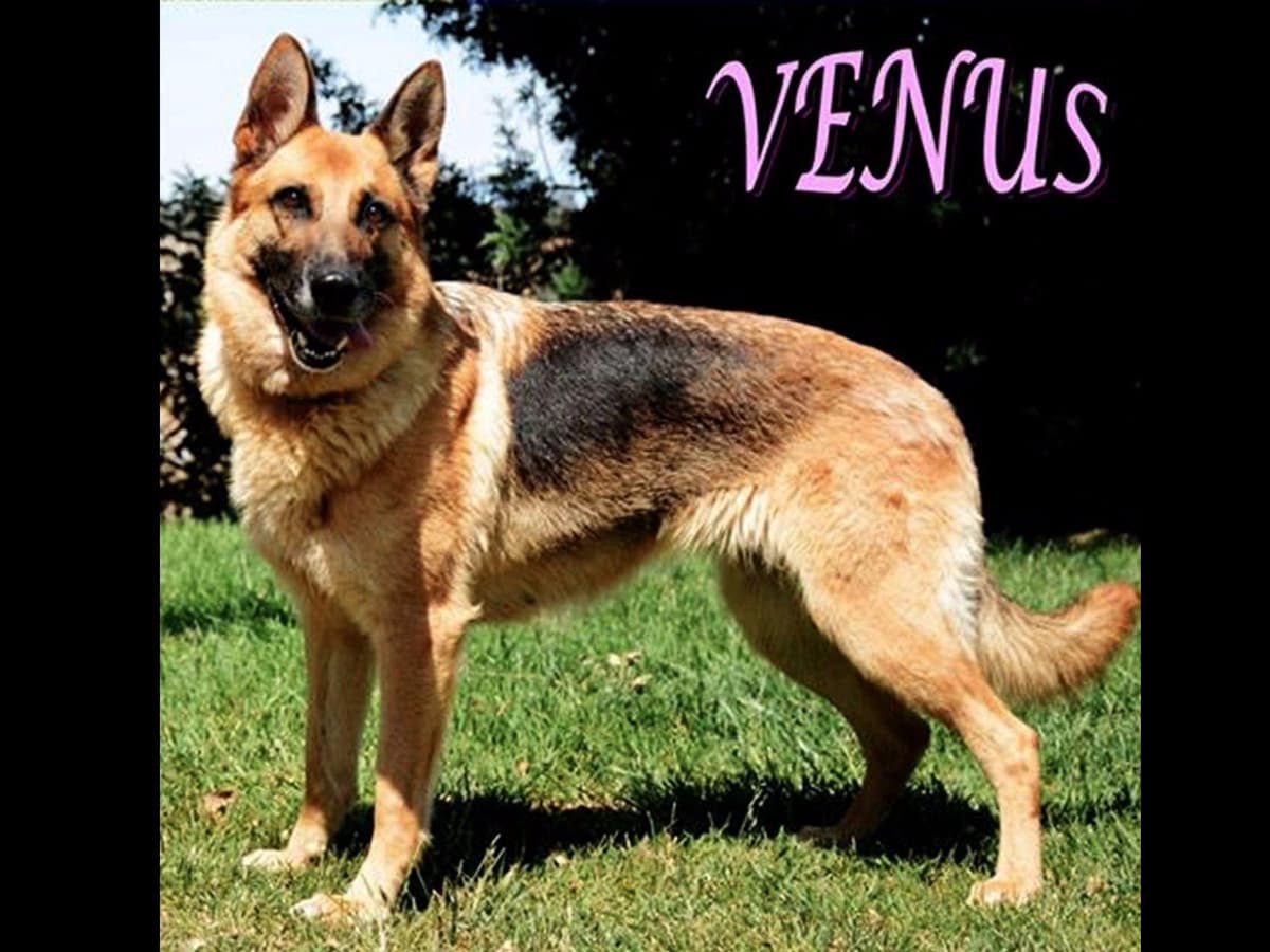 German Shepherd Dog Puppies breeder image 7