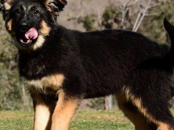 German Shepherd Dog Puppies breeder image 8