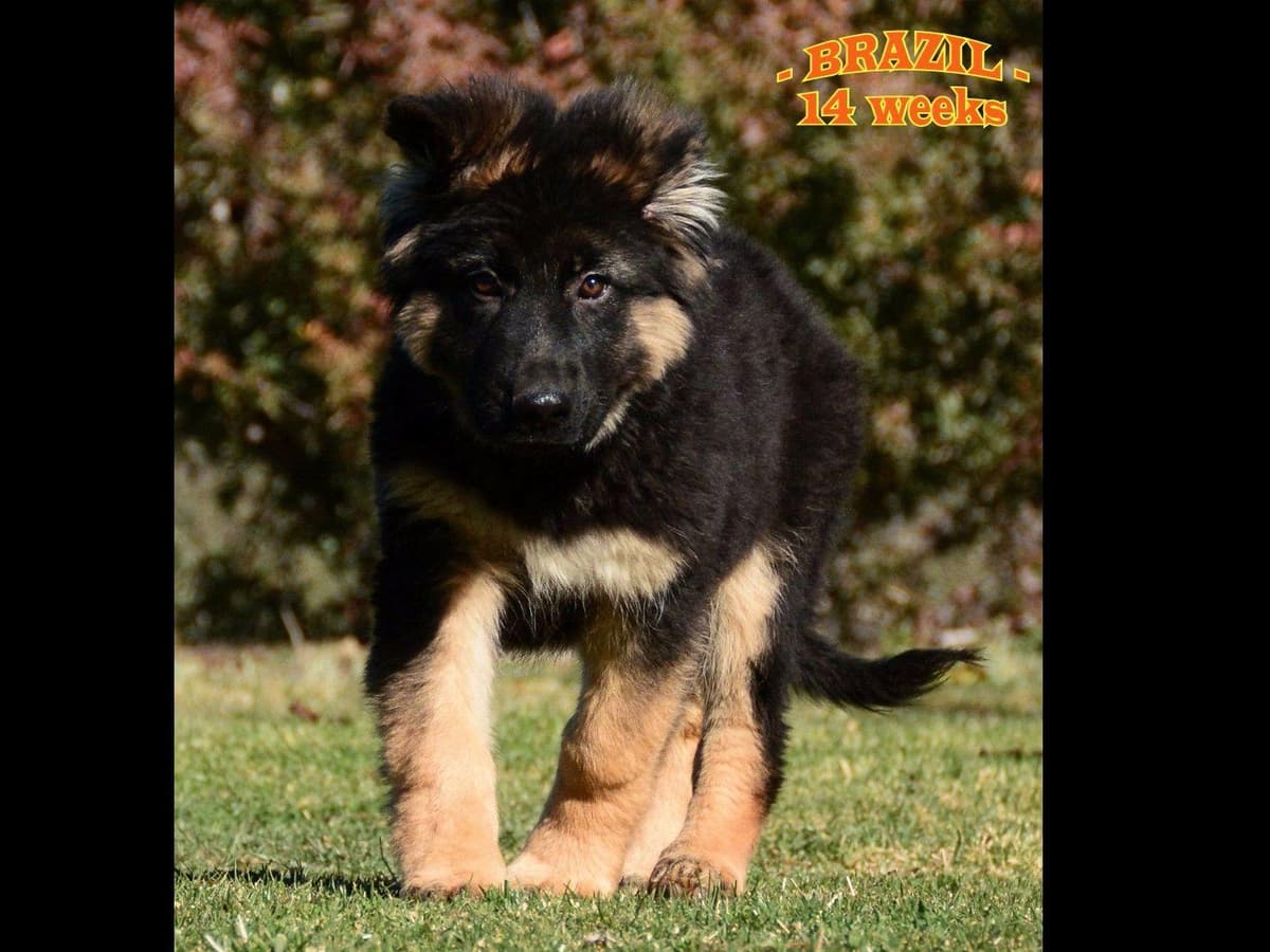 German Shepherd Dog Puppies breeder image 9