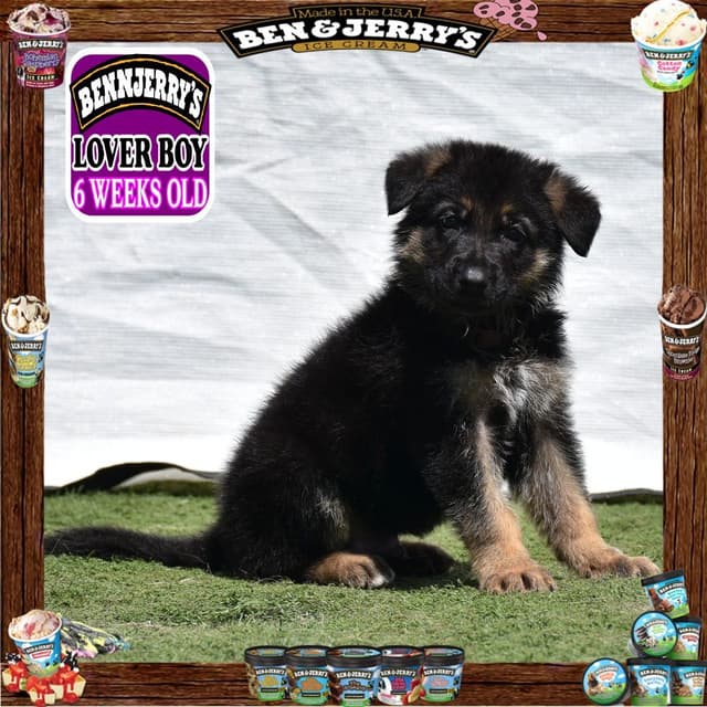 German Shepherd Dog STUNNING LARGE Puppies media 2