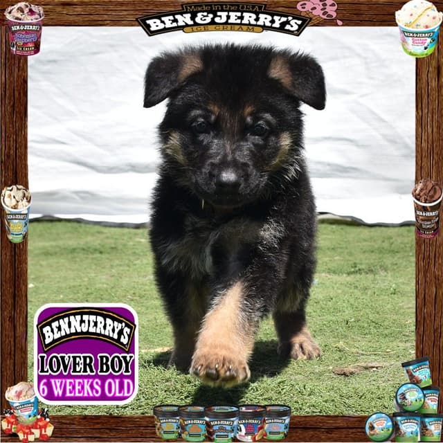German Shepherd Dog STUNNING LARGE Puppies media 3