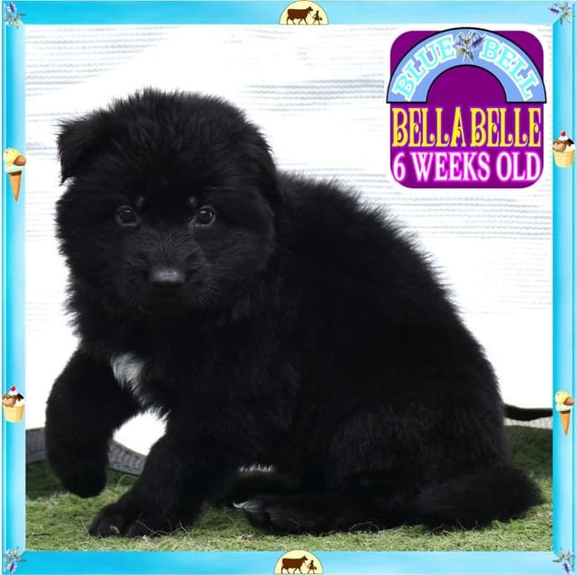 German Shepherd Dog STUNNING LARGE Puppies media 4
