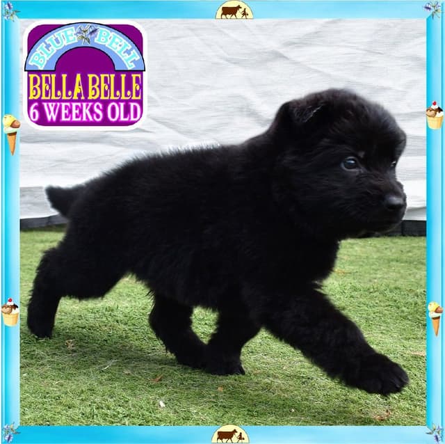 German Shepherd Dog STUNNING LARGE Puppies media 5