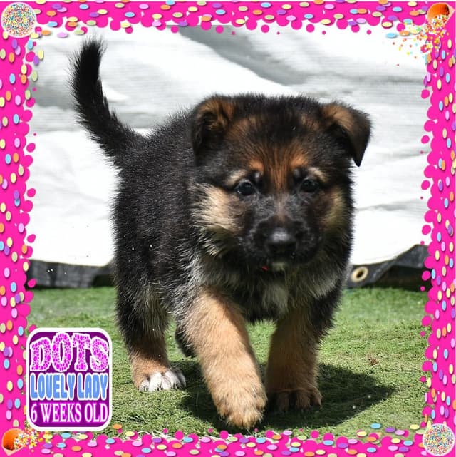 German Shepherd Dog STUNNING LARGE Puppies media 6