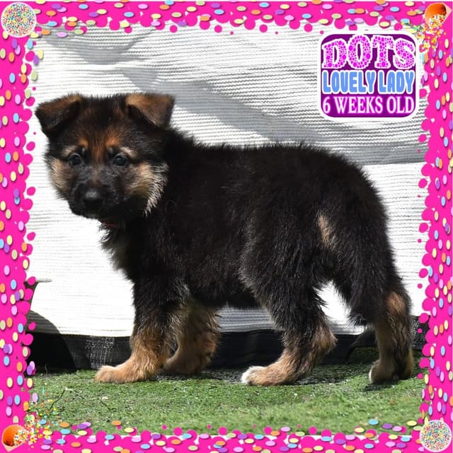 German Shepherd Dog STUNNING LARGE Puppies media 7