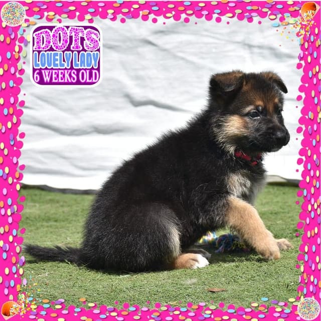 German Shepherd Dog STUNNING LARGE Puppies media 8