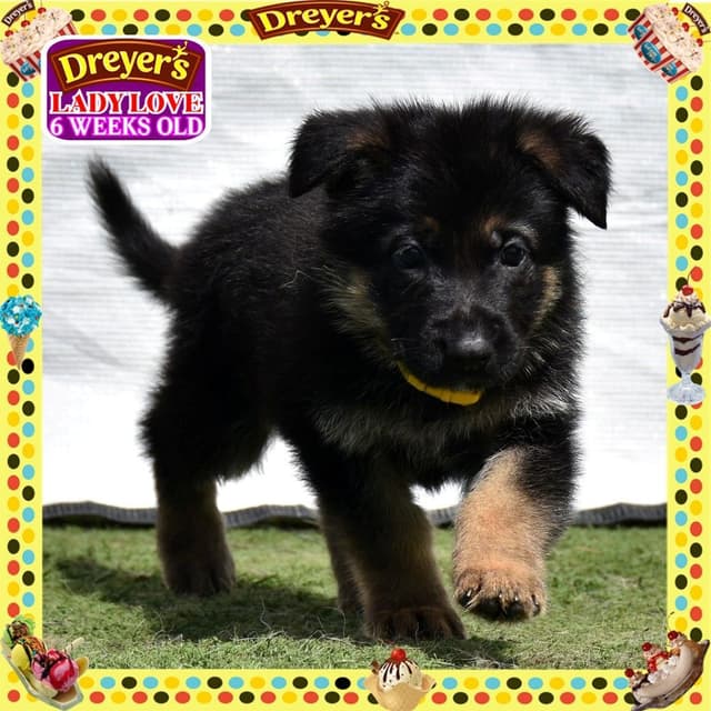 German Shepherd Dog STUNNING LARGE Puppies media 9