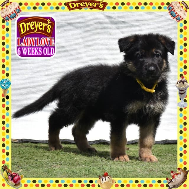 German Shepherd Dog STUNNING LARGE Puppies media 10
