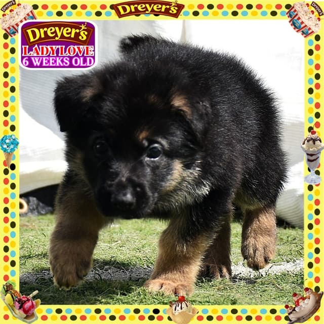 German Shepherd Dog STUNNING LARGE Puppies media 11