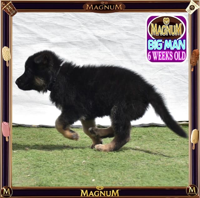 German Shepherd Dog STUNNING LARGE Puppies media 12