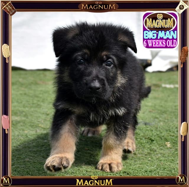 German Shepherd Dog STUNNING LARGE Puppies media 13