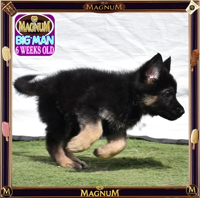 German Shepherd Dog STUNNING LARGE Puppies media 14