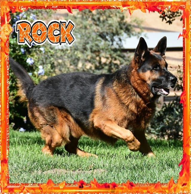 German Shepherd Dog STUNNING LARGE Puppies media 15