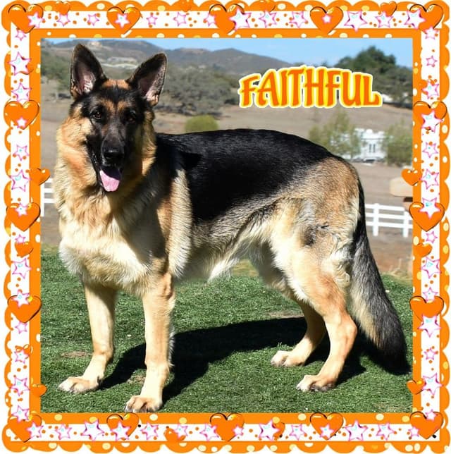 German Shepherd Dog STUNNING LARGE Puppies media 16