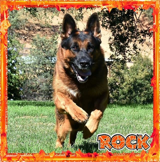 German Shepherd Dog STUNNING LARGE Puppies media 17