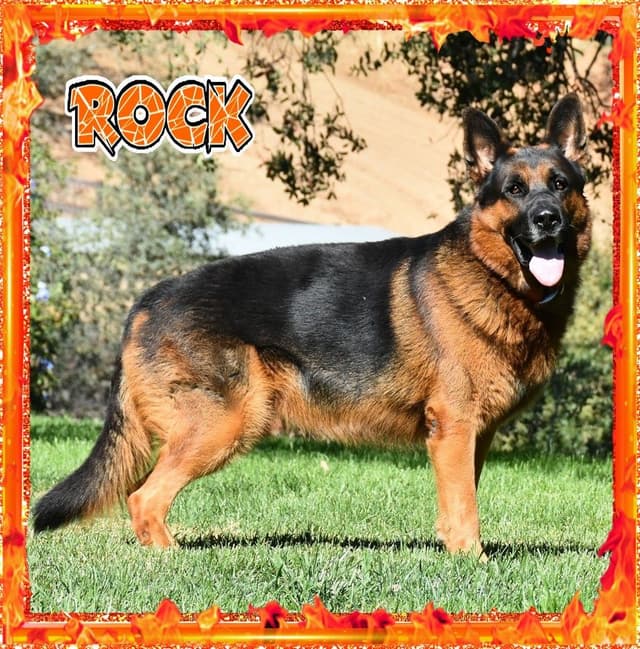 German Shepherd Dog STUNNING LARGE Puppies media 18