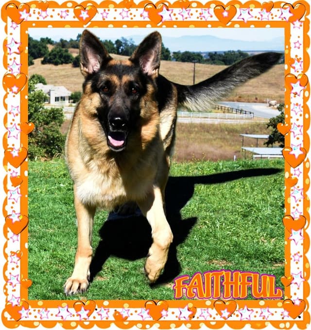 German Shepherd Dog STUNNING LARGE Puppies media 22