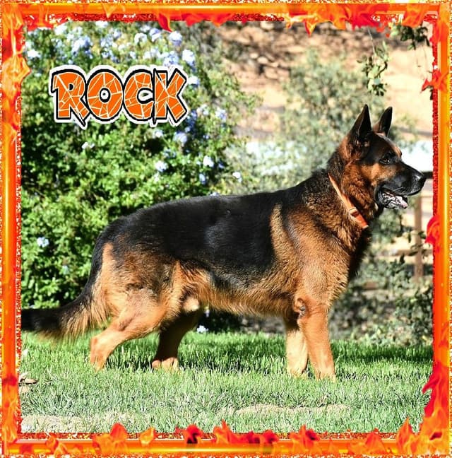 German Shepherd Dog STUNNING LARGE Puppies media 20