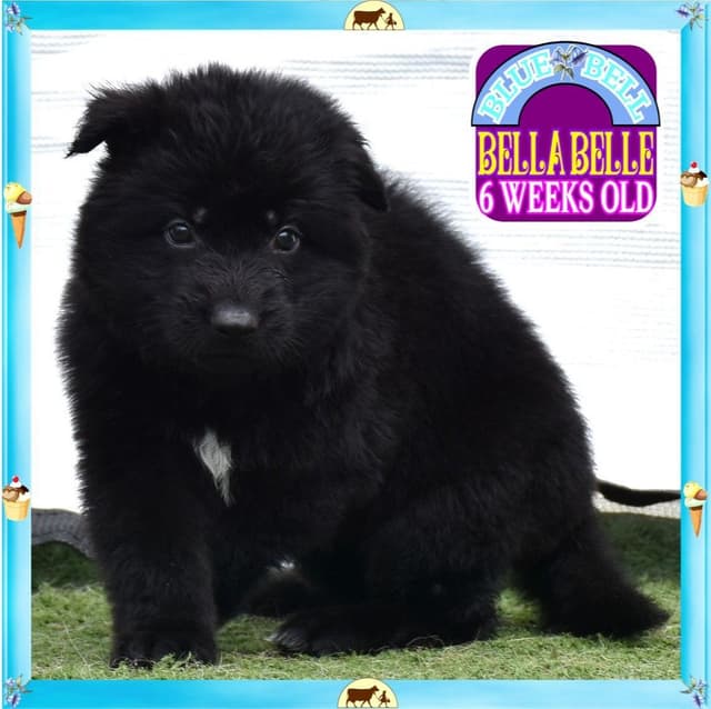 German Shepherd Dog STUNNING LARGE Puppies media 21