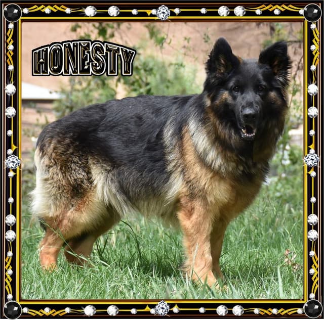 GORGEOUS LARGE German Shepherd Dog Puppies media 5