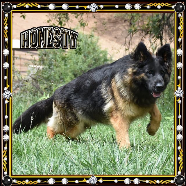 GORGEOUS LARGE German Shepherd Dog Puppies media 3