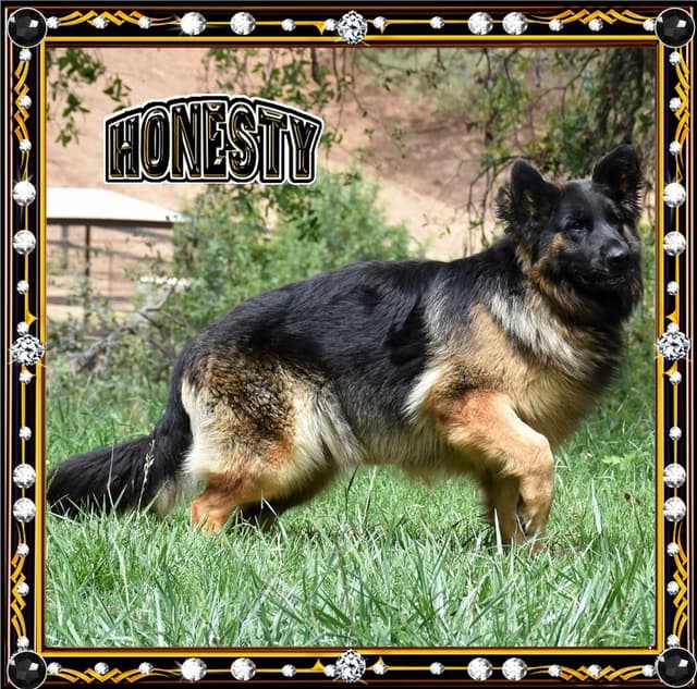 GORGEOUS LARGE German Shepherd Dog Puppies media 4