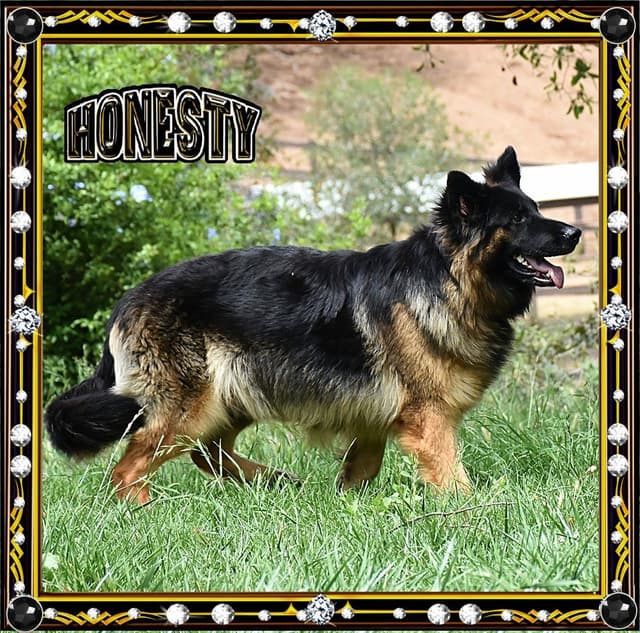 GORGEOUS LARGE German Shepherd Dog Puppies media 2