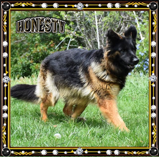 GORGEOUS LARGE German Shepherd Dog Puppies media 6