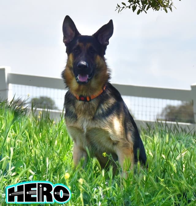 GORGEOUS LARGE German Shepherd Dog Puppies media 7