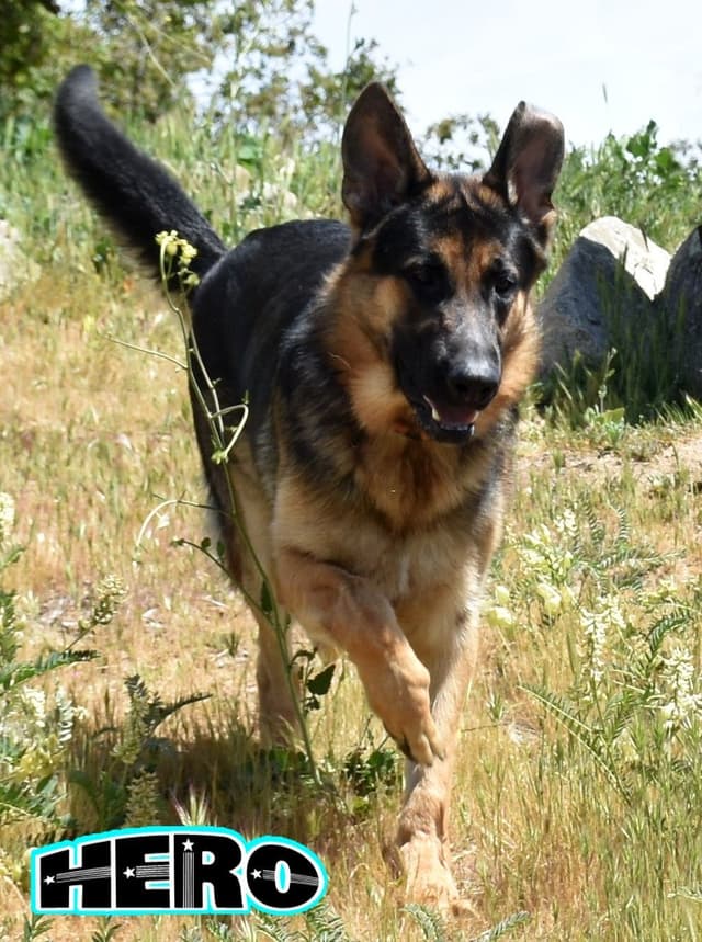 GORGEOUS LARGE German Shepherd Dog Puppies media 9
