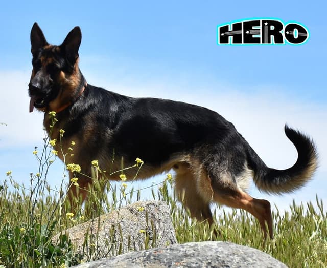 GORGEOUS LARGE German Shepherd Dog Puppies media 10