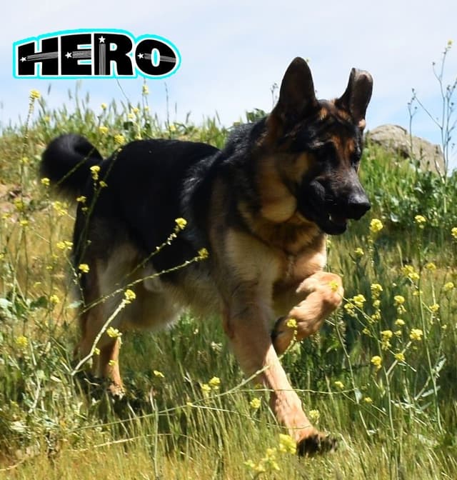 GORGEOUS LARGE German Shepherd Dog Puppies media 12