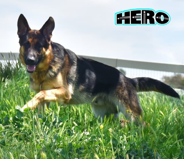 GORGEOUS LARGE German Shepherd Dog Puppies media 11