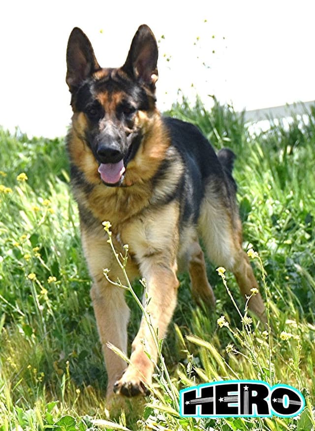 GORGEOUS LARGE German Shepherd Dog Puppies media 13