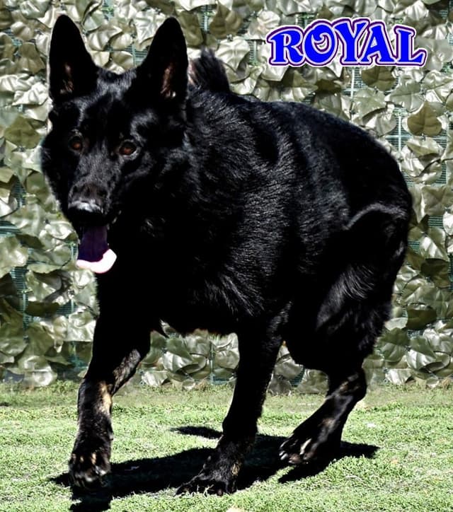 German Shepherd Dog Puppies media 3