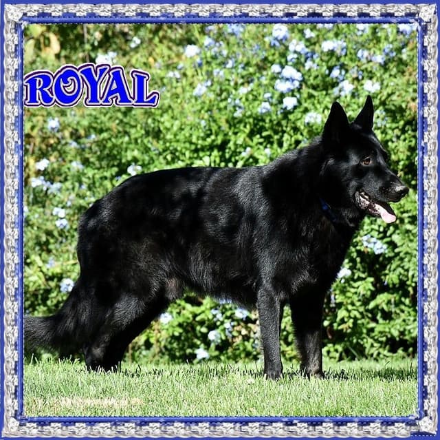 German Shepherd Dog Puppies media 2