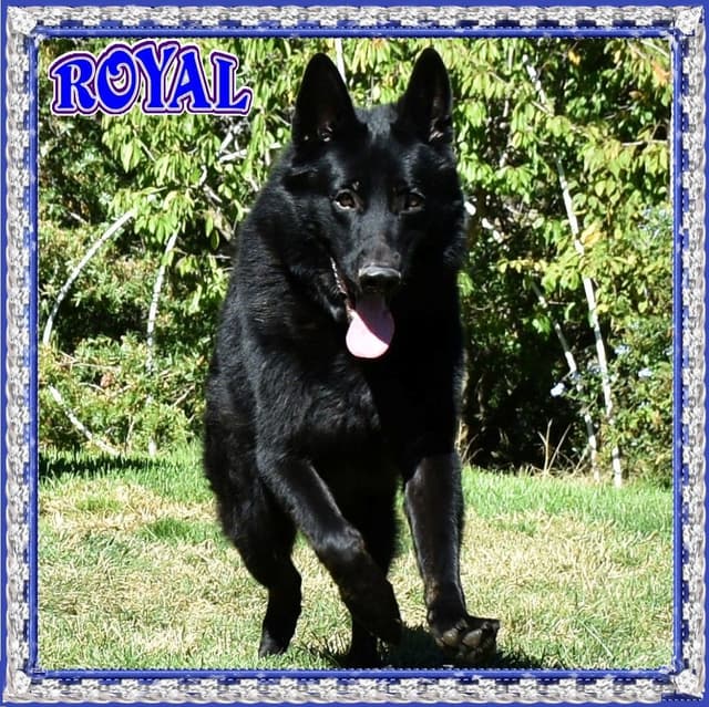 German Shepherd Dog Puppies media 5